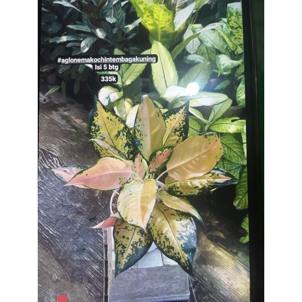 aglonema kochin kuning