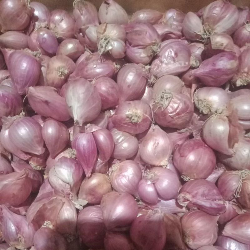 

Bawang merah/ onion/Bawang merah jumbo/ Bawang Merah Lokal