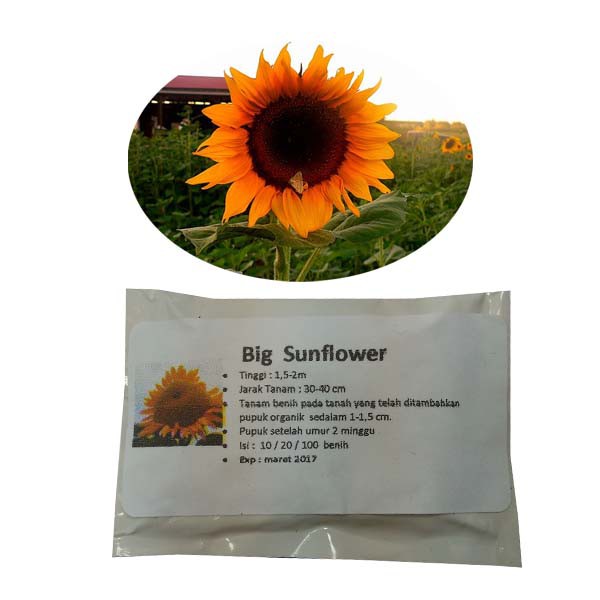 

Big Sunflower- 10benih