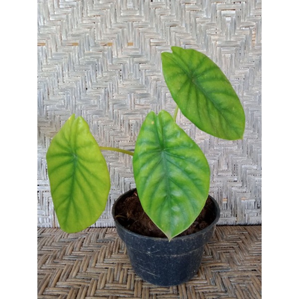 alocasia dragon scale