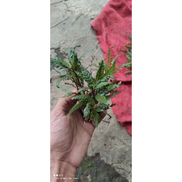 pinatipida media wabikusa