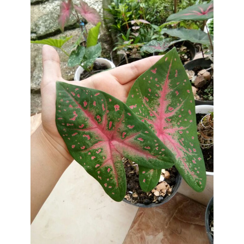 caladium red splash,aoh/joker,white chridtmas,bercak darah,red star,tricolor