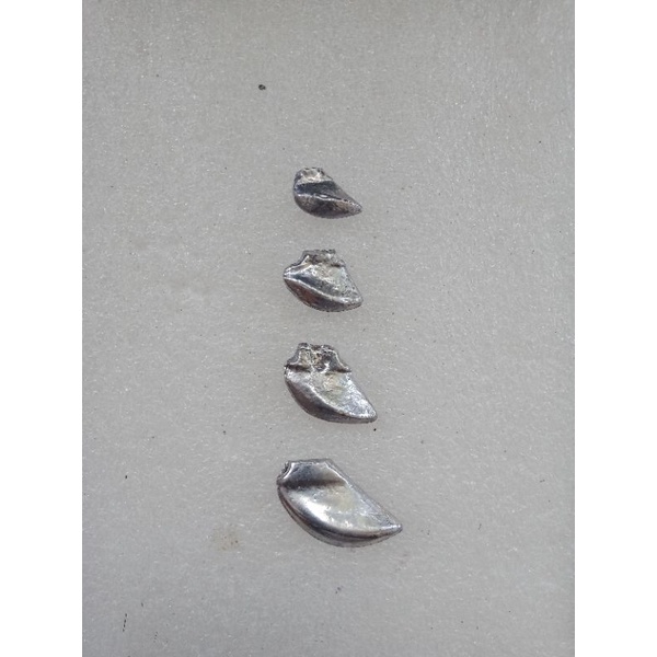 TIMAH EGI / CAPELLA / UDANG-UDANGAN / UMPAN PANCING CUMI CUMI