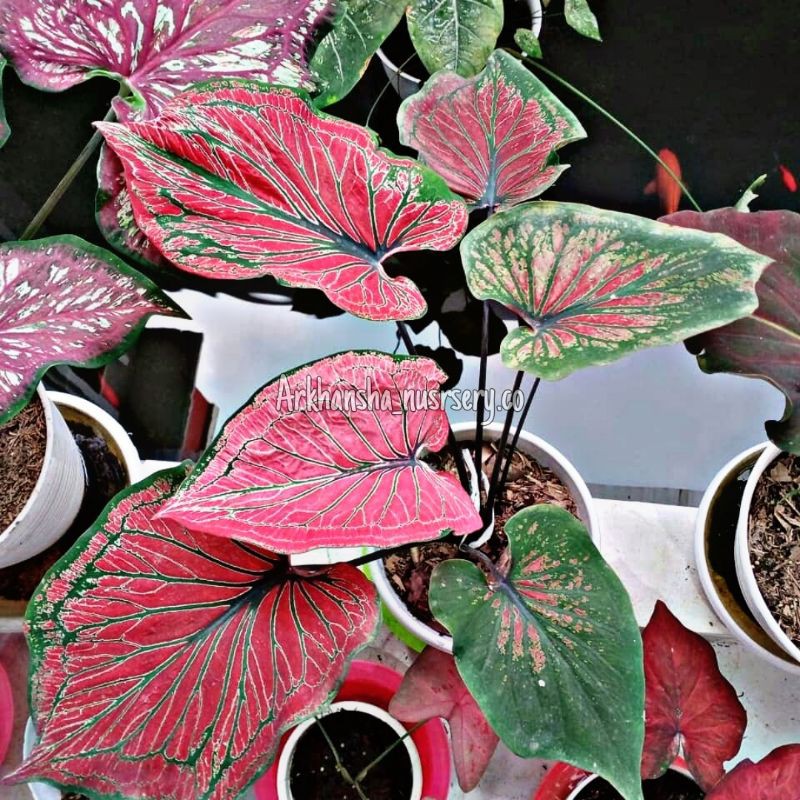 Keladi ganesha wilis,caladium ganesha wilis