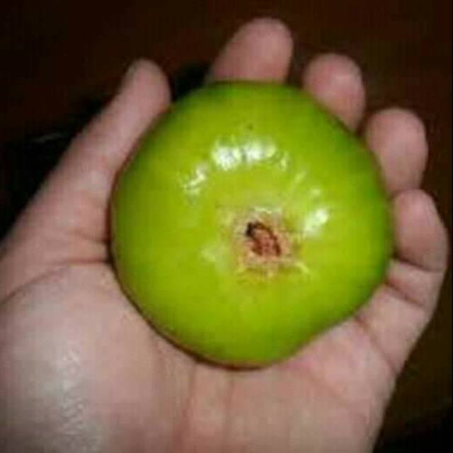 

Bibit buah tin jenis grin yordan