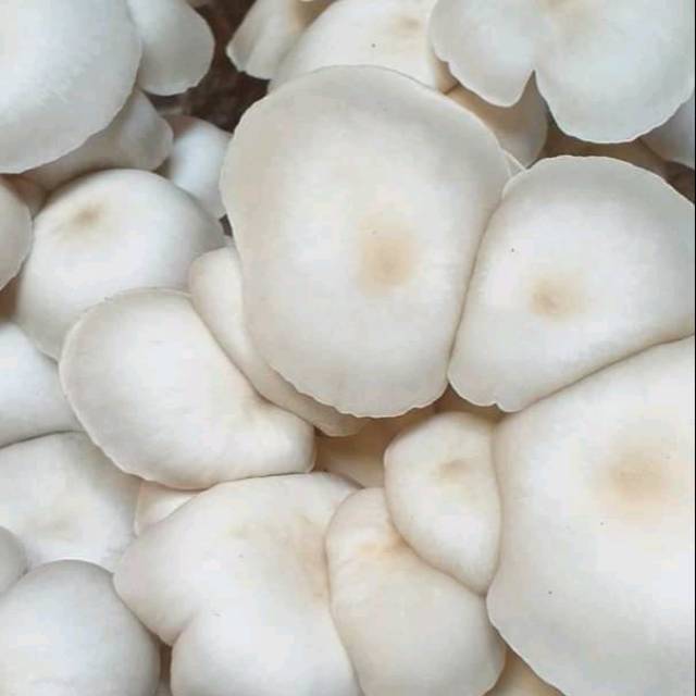 Bibit f1 jamur tiram putih termurah