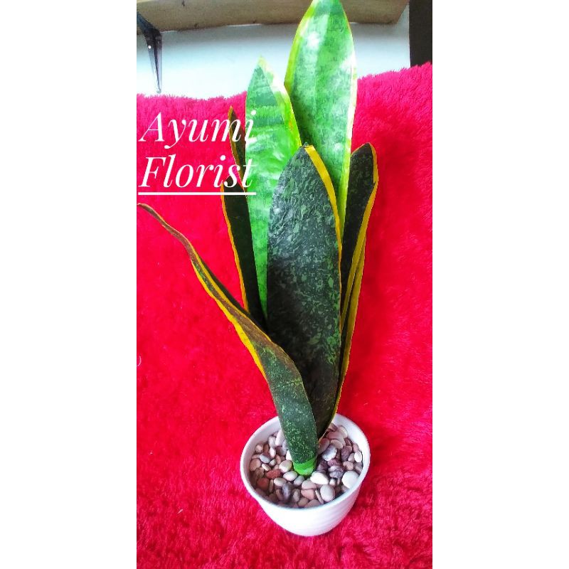 Bunga Hias palsu lidah mertua dari plastik kresek