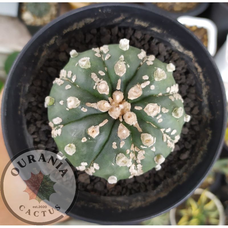Kaktus Astrophytum Asterias