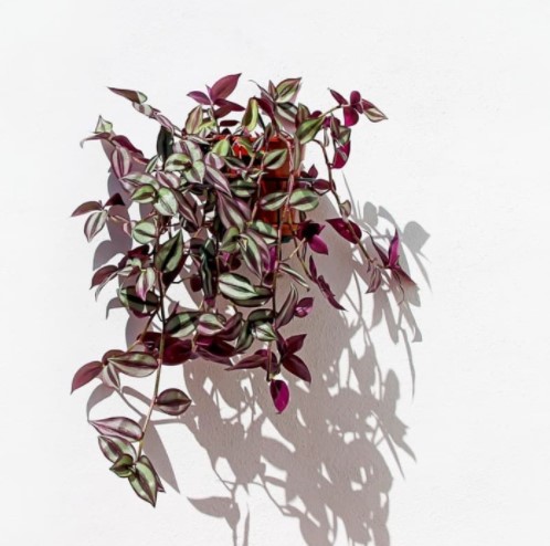 Tanaman Gantung Tradescantia Zebrina Pendula Tanaman Indoor Gantung