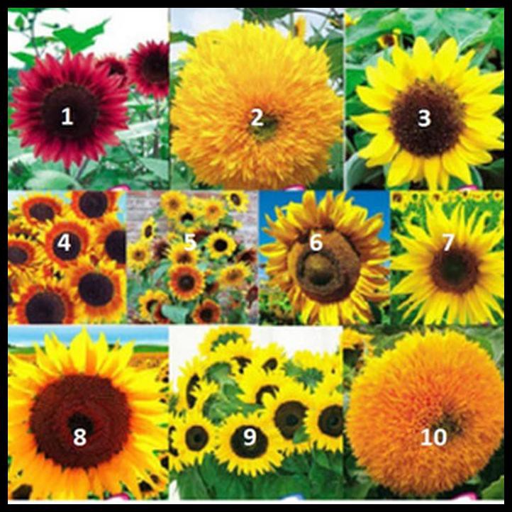 Hotsale Benih Bunga Matahari Import (10 Jenis )