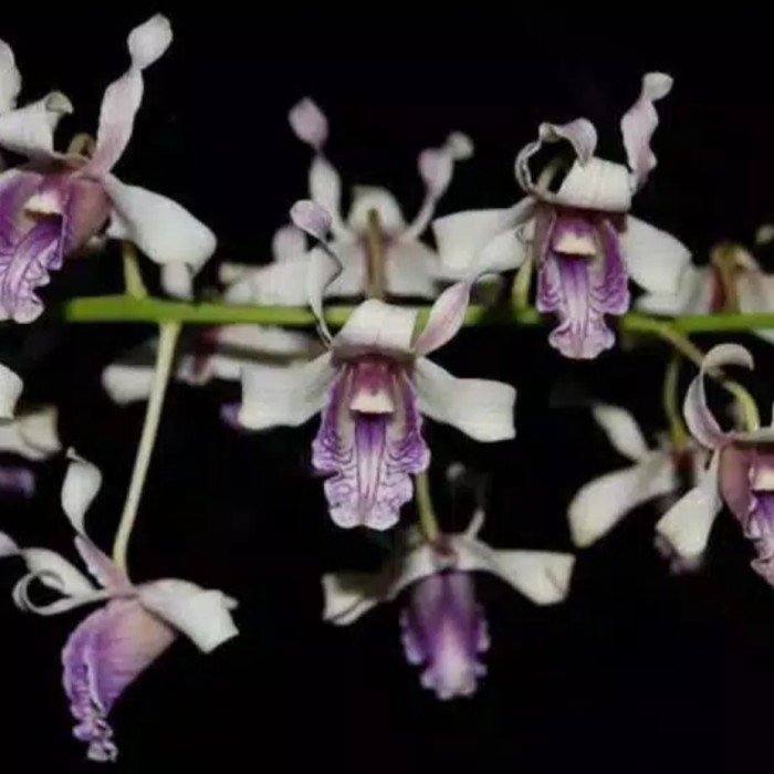 Seedling Anggrek Dendrobium Nindii