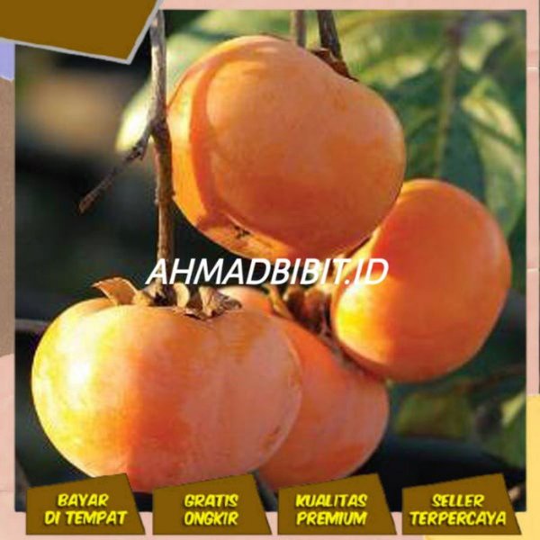 LAGI VIRAALL TANAMAN BUAH KESEMEK JEPANG BIBIT TANAMAN BUAH KESEMEK ASAL JEPANG IMPORT BIBIT KESEMEK