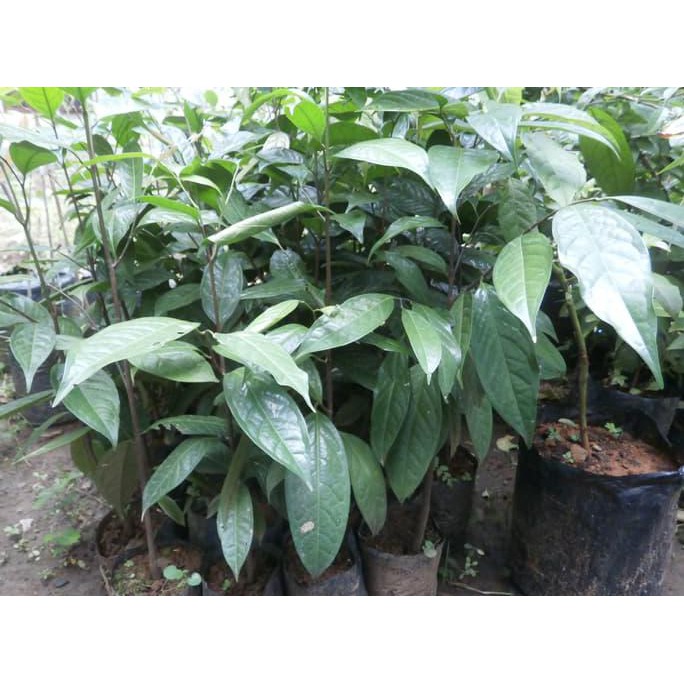BIBIT TANAMAN JAMBU AIR KESUMA MERAH fix