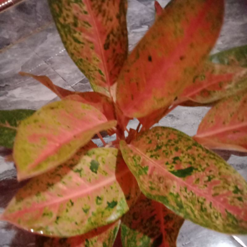 bunga aglonema big roy rumpun5