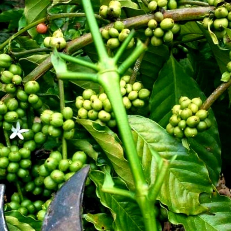 Entres entris Kopi Robusta Lampung 20 pcs