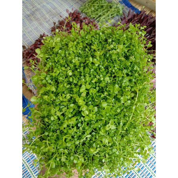 TANAMAN AQUASCAPE CARPET MONTE CARLO
