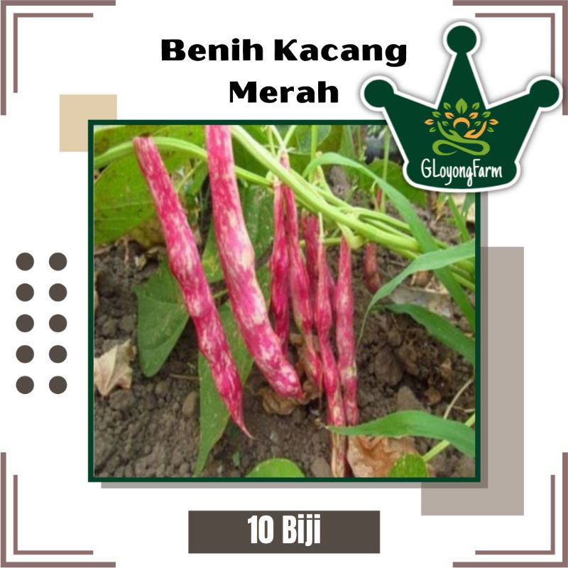 Benih Kacang Merah Ungul Berkwalitas - Bibit Sayuran