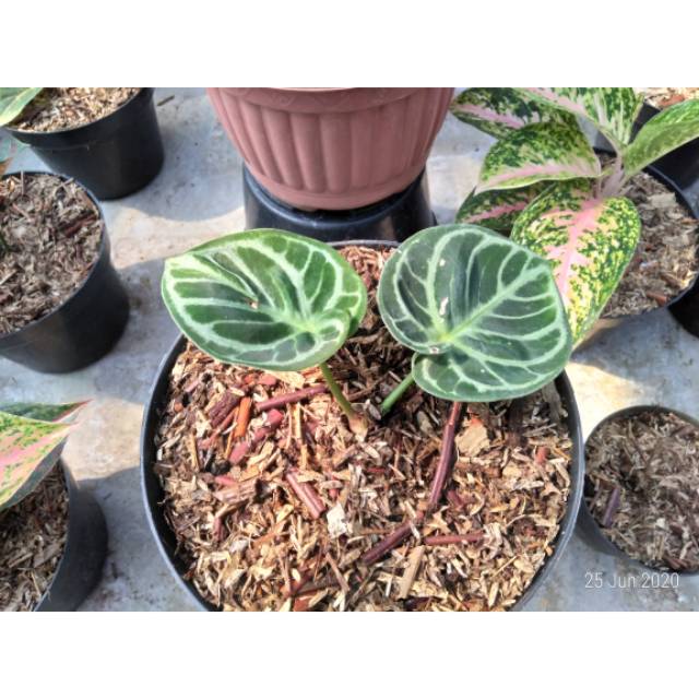 Kuping Gajah Dorayaki