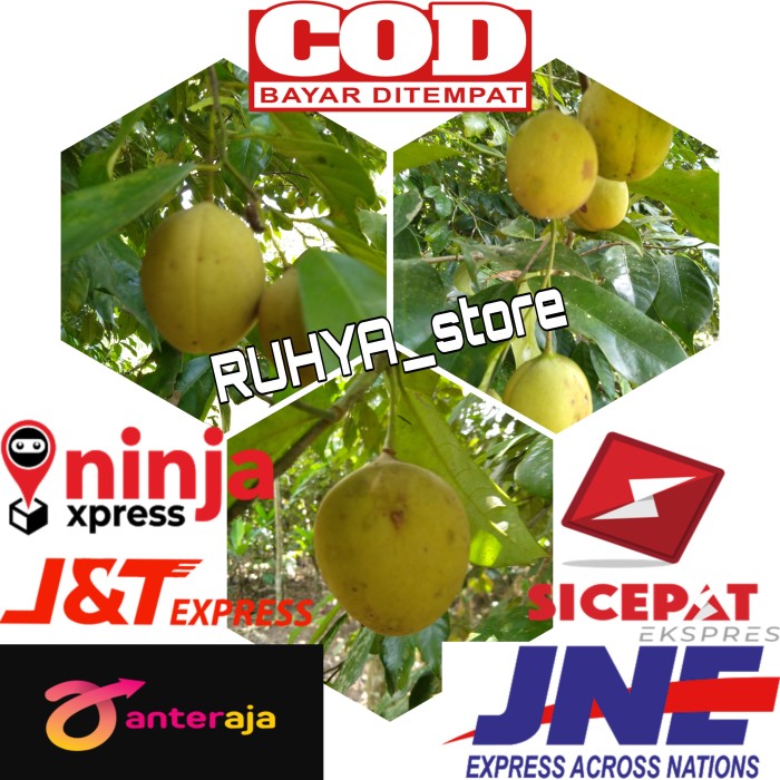 

Buah Pala Segar 1kg Fresh langsung petik