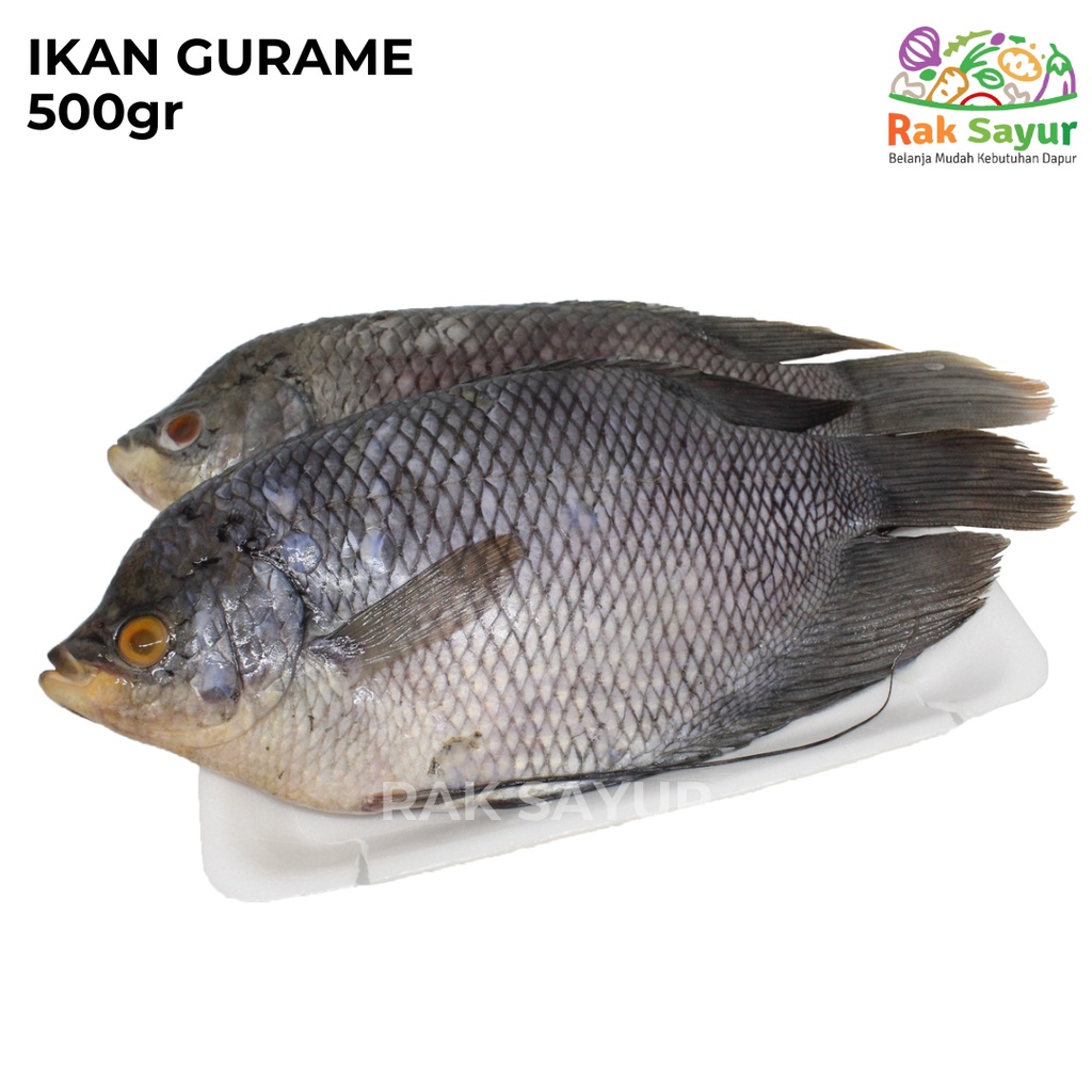 

Ikan Gurame 500gr Fresh Ikan Seafood Daging Rak Sayur Padang