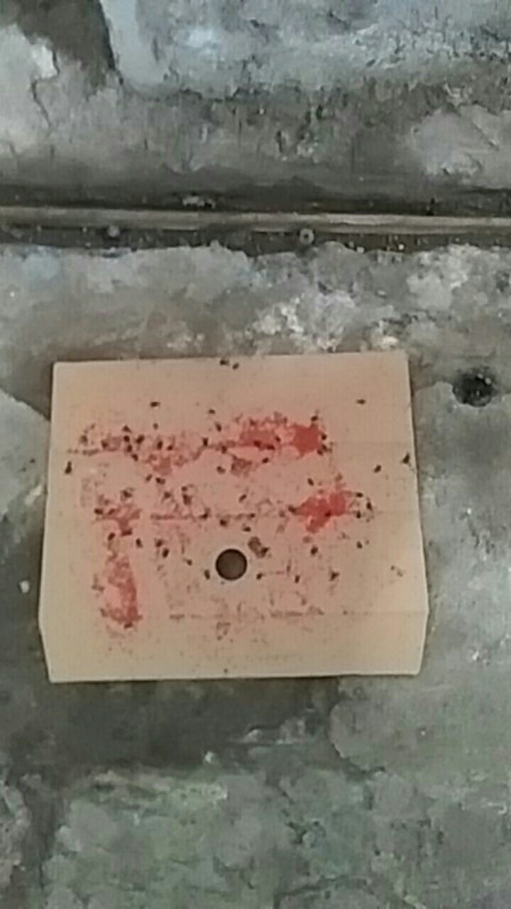 [lem Lalat] Obat Lalat- Racun Lalat Zhang Pei Zhen Ori 100%