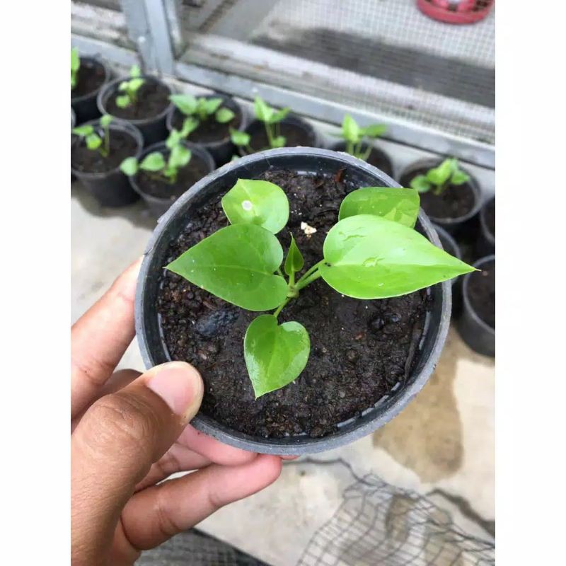 bibit Anthurium Gelombang cinta