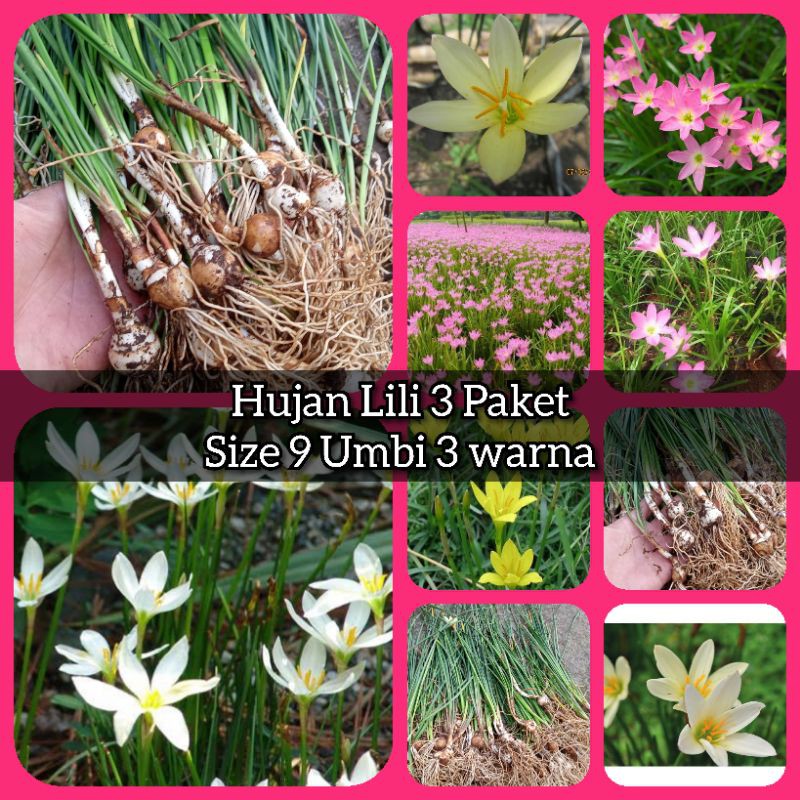 Umbi Hujan Lili paket hemat 9 umbi harga murah