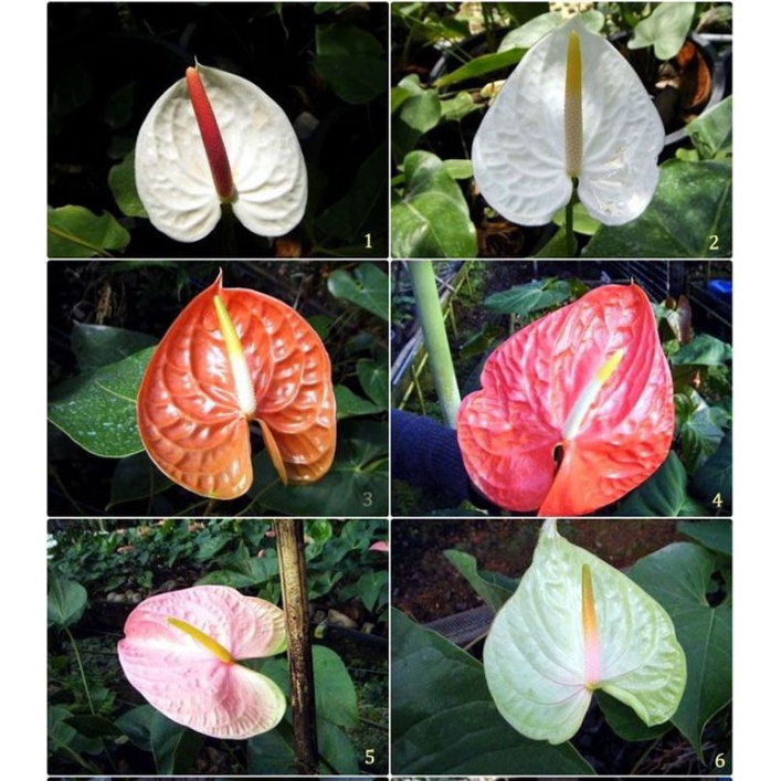 Tanaman hias hidup anthurium mickey mouse 6 plant / TANAMAN POT INDOOR / HIASAN TAMAN