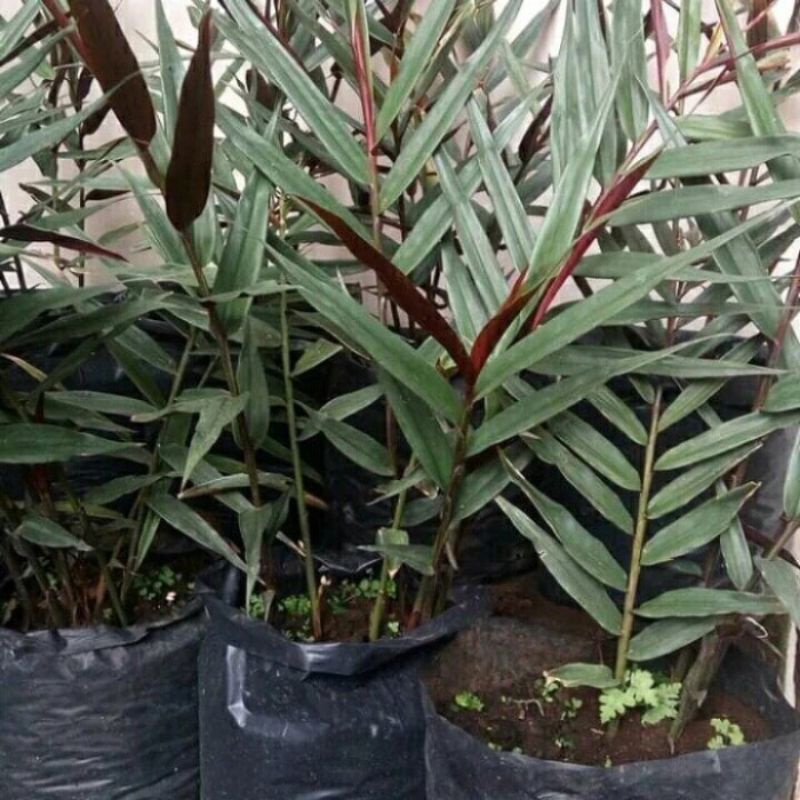 bibit jahe wulung original