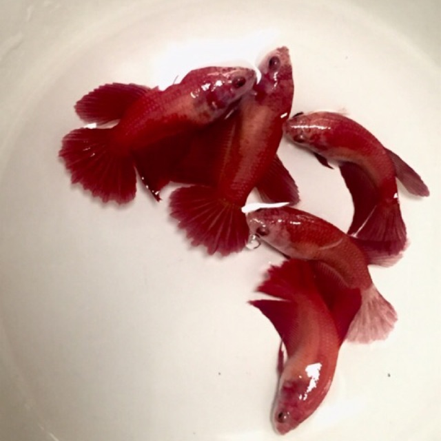 Hiasan cupang betina female super red full egg siap pijah