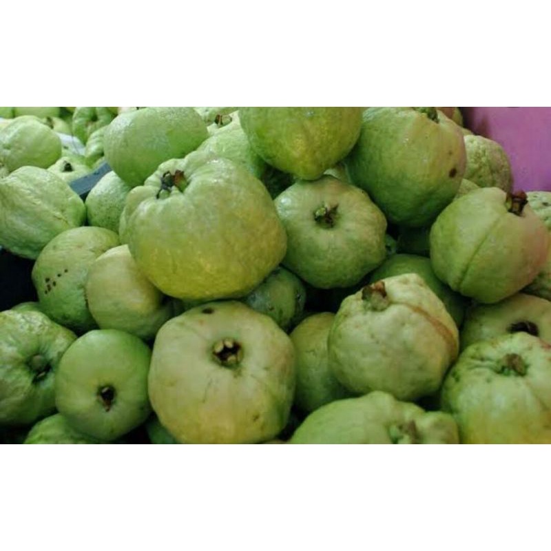 

jambu kristal
