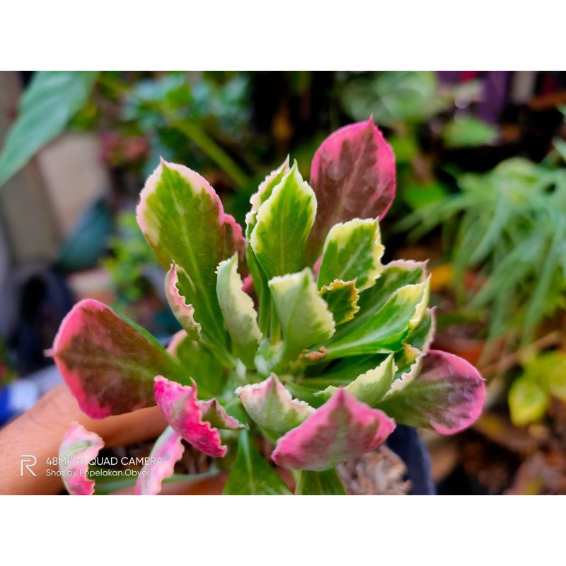 Squlen monadenium variegatha/Katus squlen monadenium