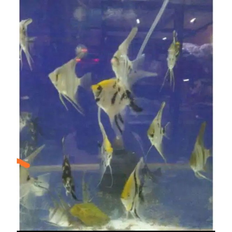 ikan manfish tricolor