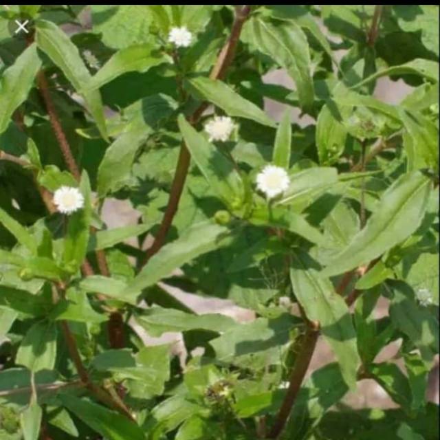 

Jual daun orang aring 300 gram atau daun tinta keremak jantan segar