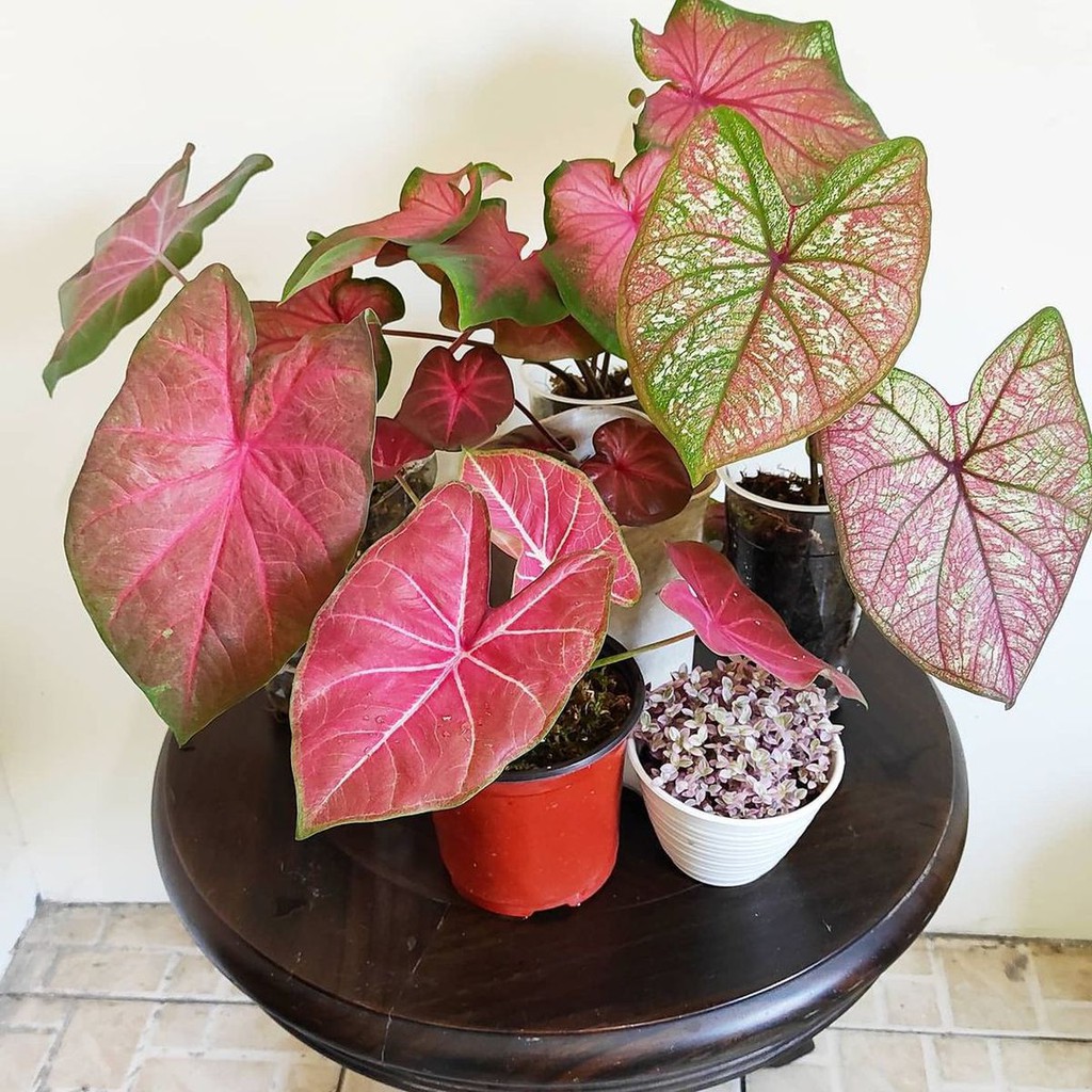 Ready Tanaman Hias Caladium Red Clone - Keladi Red Clone