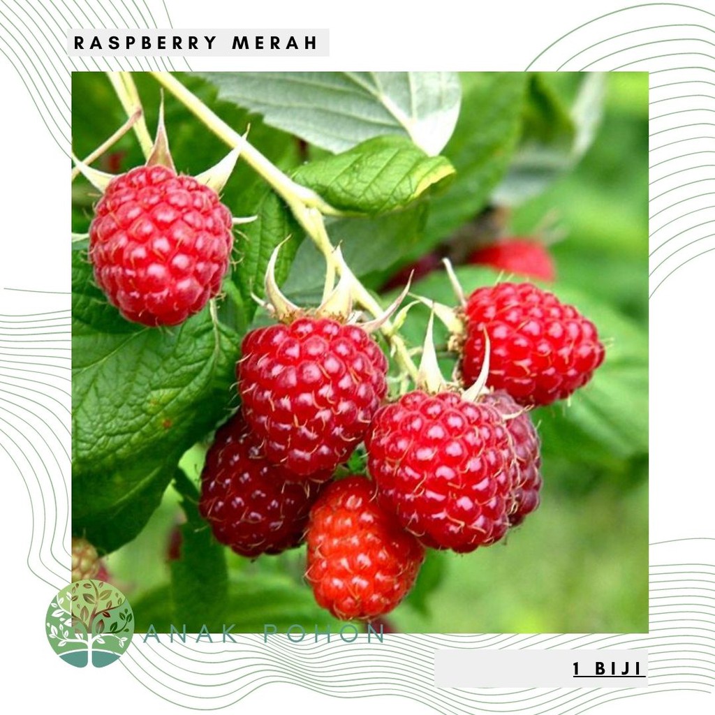 Benih Bibit Biji - Buah Raspberry Merah Red Raspberry Berries Fruit Seeds - IMPORT
