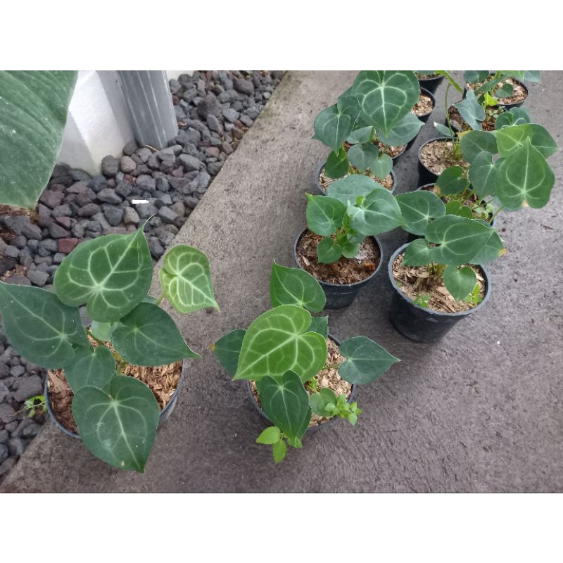 tarantula pagoda  dari biji