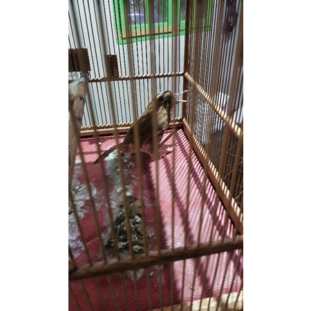 wambi jantan rawatan