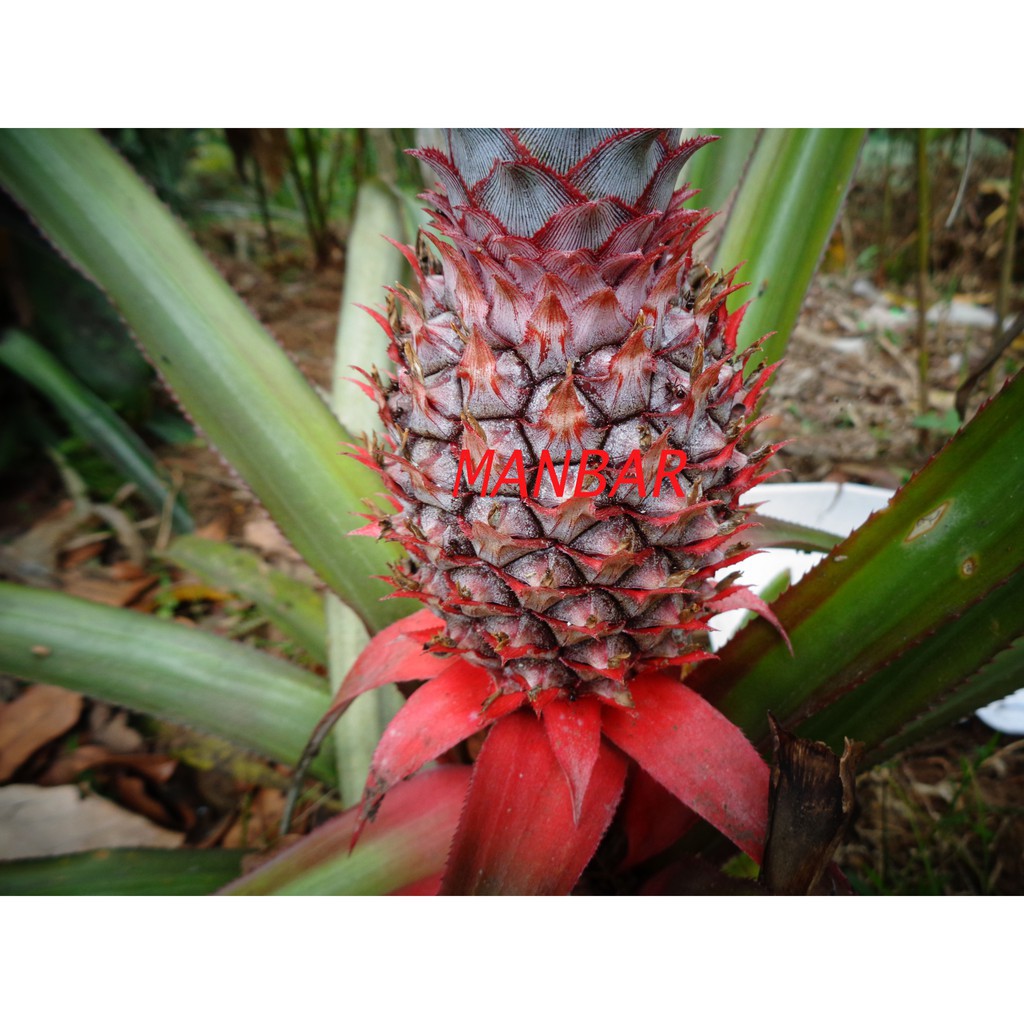 

BUAH NANAS MUDA SEGAR