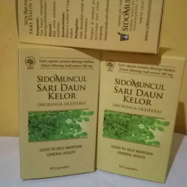 daun kelor sido muncul