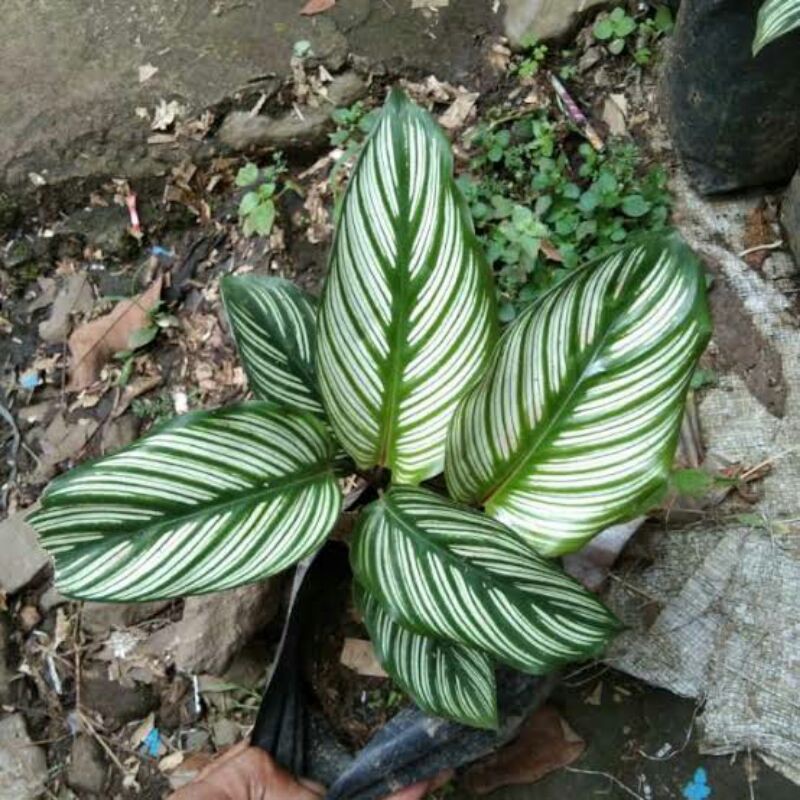 tanaman hias calathea white strip