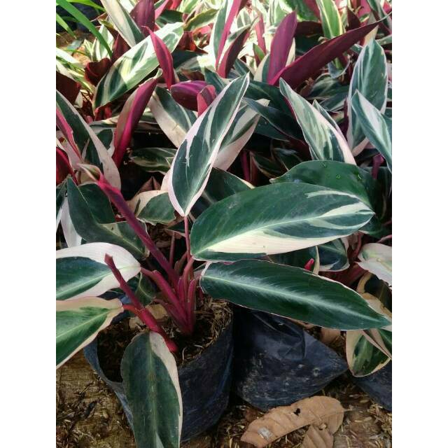 Tanaman hias Calathea Multicolor