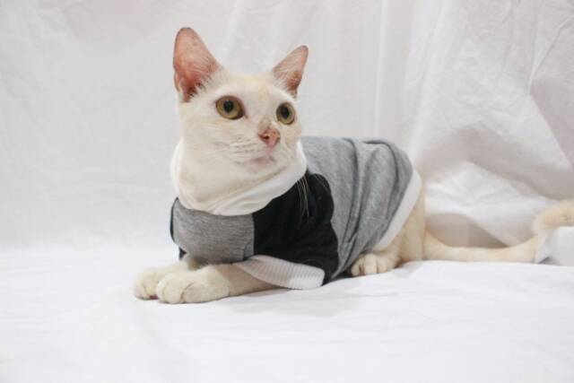 Kaos jumper hoodie batman untuk kucing dan anjing size S-XL / baju kucing terlaris 2019