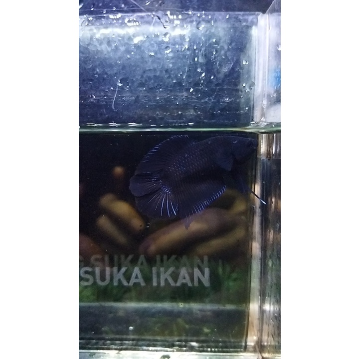 CUPANG PKDT/DTPK BLACK LACE SIAP BREED 100% REALPICT (77DTBL1)