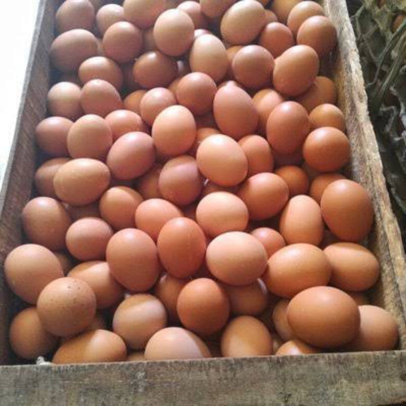 

Telur ayam negeri 1kg (Khusus jasa kirim Instant/ Gojek)