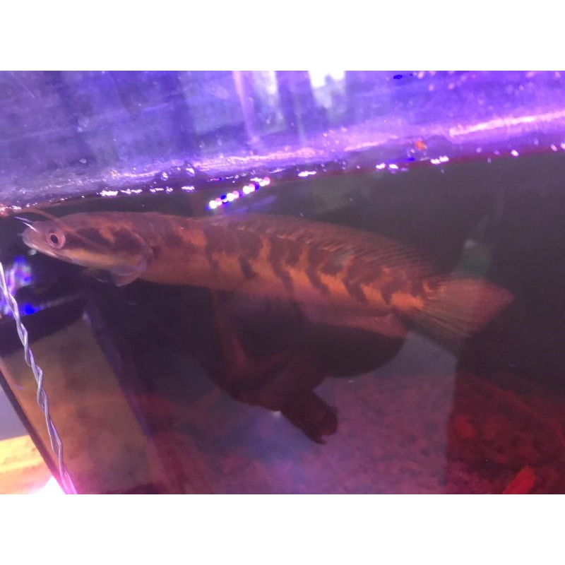 chana yellow sentarum 20-21cm