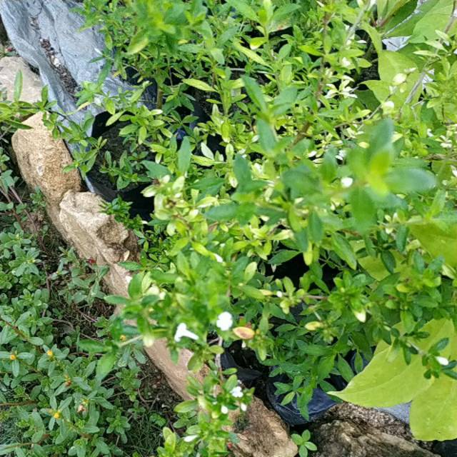 Bahan Bonsai Serbin Seribu Bintang Bunga Putih Pakan Lebah