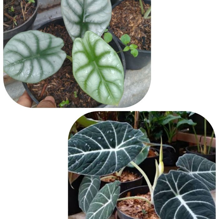 paket 2 jenis alokasia / paket alokasia murah / alokasia dragon silver