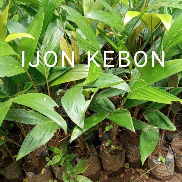 BIBIT POHON BUAH SALAK PONDOH SUPER