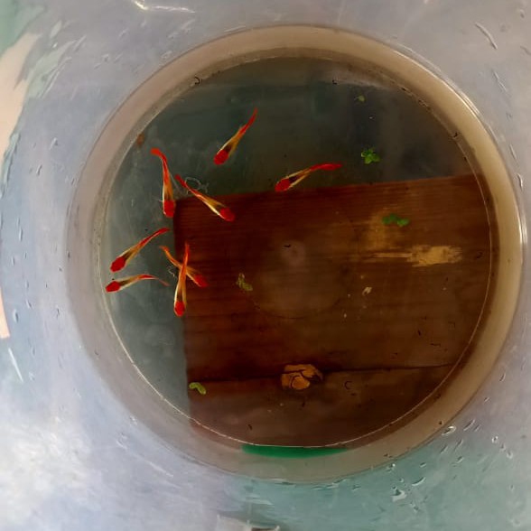 ikan guppy koi / guppy koi